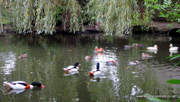 Ducks on Pond Oct 13