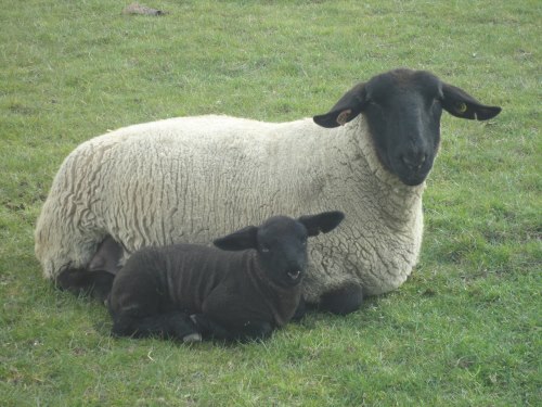 Sheep & Lamb